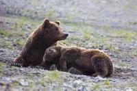 Grizzly Bears at Clark's Lake National Park